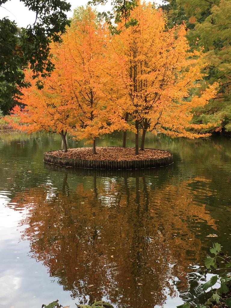 Autumn trees on a small island, reflected in a pond